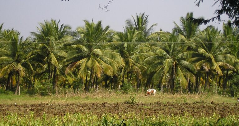 Coconut Trees in India